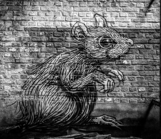 Nueva York versus las ratas