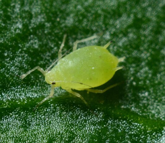 Y ahora nos invaden los bichos