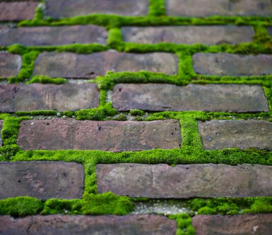 Así se adaptan las especies para sobrevivir en la ciudad