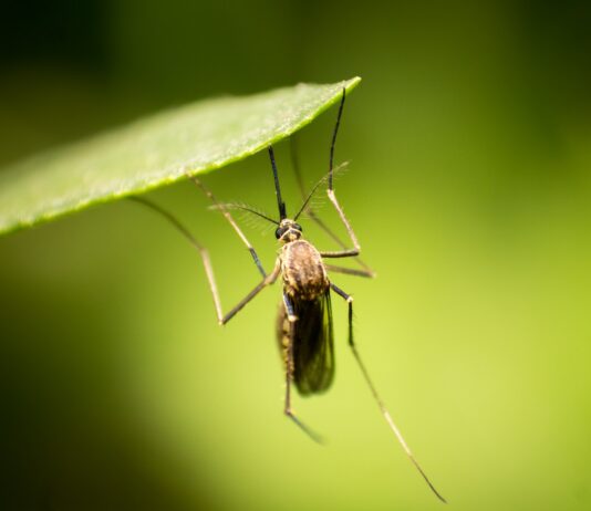 El vínculo entre cambio climático y brotes de enfermedades raras en 2023