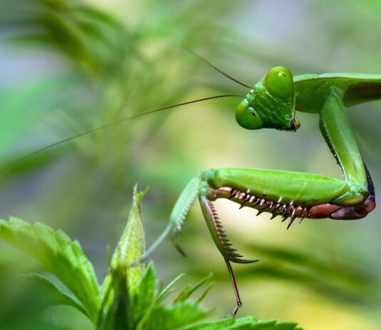 Salgamos a buscar insectos en el jardín