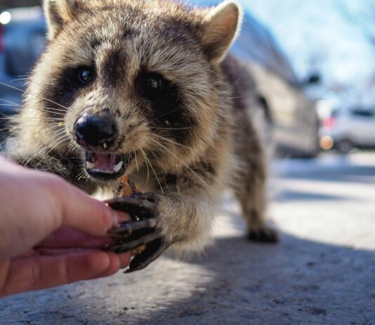 Animales salvajes en Nueva York: ¿qué debes hacer?