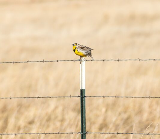 Internet de los animales