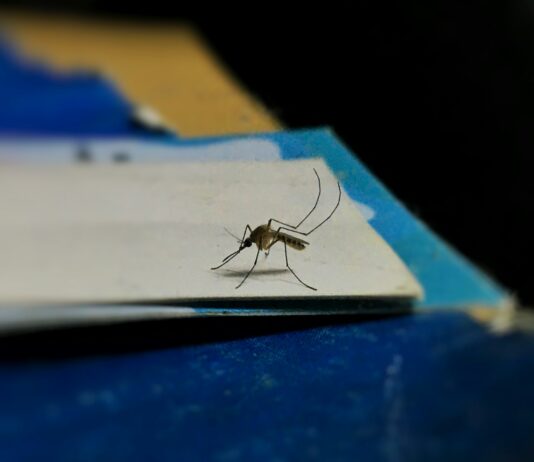 Más calor, más mosquitos, más enfermedades