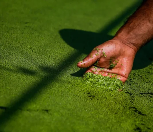 Un alimento amigable con el clima
