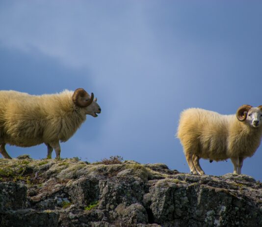¿Los animales piensan en la muerte?