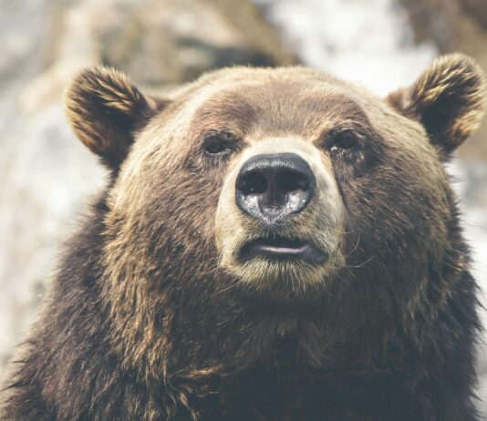Nuestra coexistencia con los osos grizzly