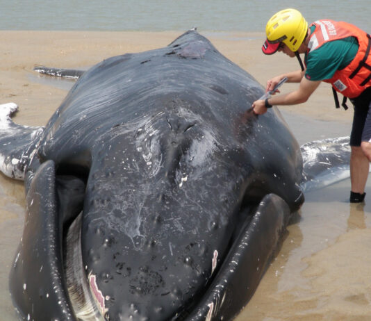 Eutanasia para ballenas