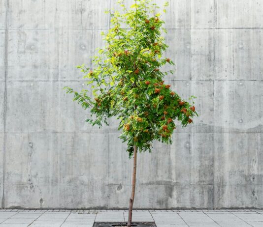 Los árboles urbanos son más que bonitos